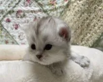 サイベリアン【大阪府・女の子・2020年10月3日・チンチラシルバー】の写真2「凄く綺麗な色になりますよ❣️」