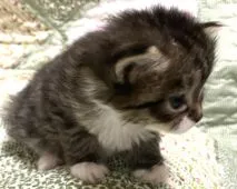 サイベリアン【大阪府・女の子・2021年5月15日・ブラウンマッカレルタビー&ホワイト】の写真3「横顔も良いです😍」