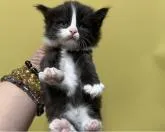 サイベリアン【大阪府・男の子・2022年10月19日・ブラック&ホワイト】の写真3「11月24日撮影。手袋、ソックス君です💖」