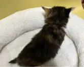 サイベリアン【大阪府・女の子・2022年10月19日・キャリコ】の写真3「11月24日撮影。背中の柄です💕︎💕︎」