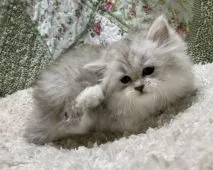 サイベリアン【大阪府・女の子・2020年10月3日・チンチラシルバー】の写真4「11月18日撮影。可愛らしいですよ💖」