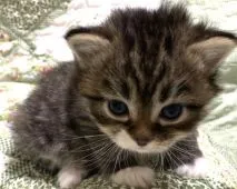 サイベリアン【大阪府・女の子・2021年5月15日・ブラウンマッカレルタビー&ホワイト】の写真4「5月31日撮影。手袋ソックスが良いアクセントです。」