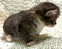 サイベリアン【大阪府・女の子・2021年5月15日・ブラウンマッカレルタビー&ホワイト】の写真5