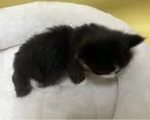 サイベリアン【大阪府・男の子・2022年10月19日・ブラック&ホワイト】の写真5「11月24日撮影。背中は真っ黒君です✨✨」