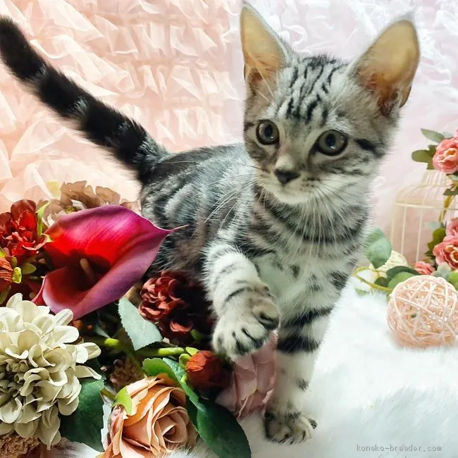 S.H 様のお迎えした子猫