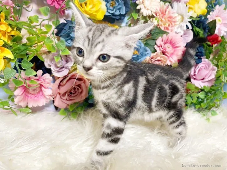 ID：2105-01223の子猫