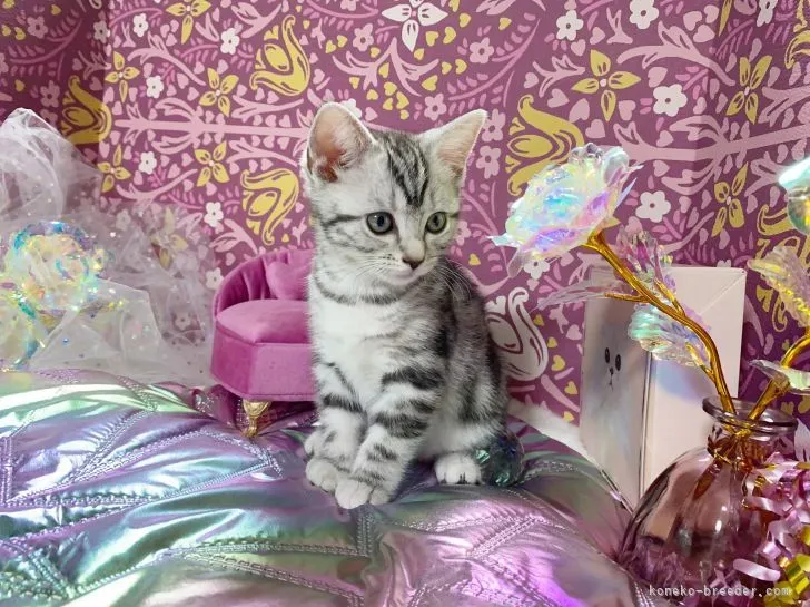 ID：2203-01422の子猫