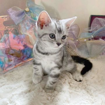 アメリカンショートヘア【千葉県・男の子・2022年9月2日・シルバータビー】の写真「※イケにゃん(`･ω･´)✩.*˚♡」