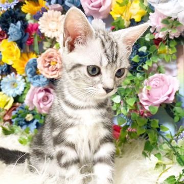 アメリカンショートヘア【千葉県・男の子・2021年2月1日・シルバータビー】の写真「お目目がまんまるイケメンくん(`･ω･´)✩.*˚」