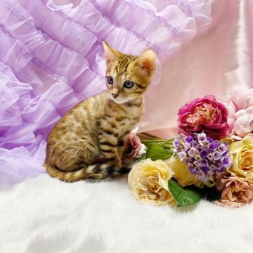 ベンガル【千葉県・女の子・2019年11月13日・ブラウンスポッテッドタビー】の写真「お目目まん丸美猫ちゃん☆」