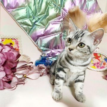 アメリカンショートヘア【千葉県・女の子・2021年6月9日・シルバータビー】の写真「※甘えん坊な女の子(`･ω･´)✩.*˚♡」