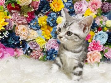 アメリカンショートヘア【千葉県・女の子・2021年6月9日・シルバータビー】の写真「※可愛い天使(`･ω･´)✩.*˚」