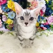 アメリカンショートヘア【千葉県・男の子・2021年2月1日・シルバータビー】の写真1