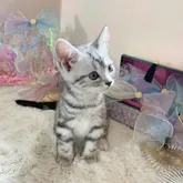 アメリカンショートヘア【千葉県・女の子・2022年9月2日・シルバータビー】の写真2