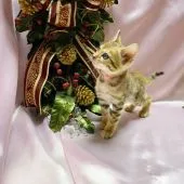 ベンガル【千葉県・女の子・2019年11月13日・ブラウンスポッテッドタビ-】の写真3