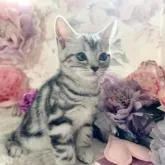 アメリカンショートヘア【千葉県・女の子・2022年9月2日・シルバータビー】の写真3