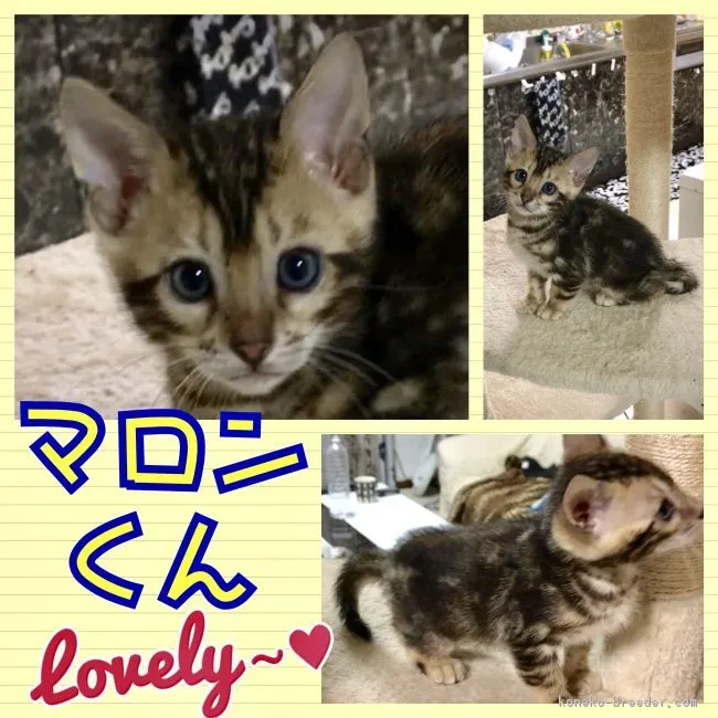 みつはる 様のお迎えした子猫