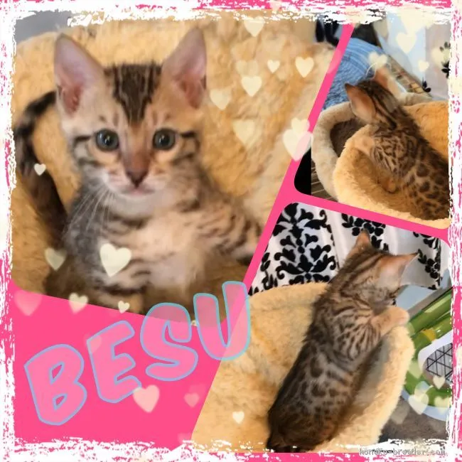 ID：2010-00357の子猫