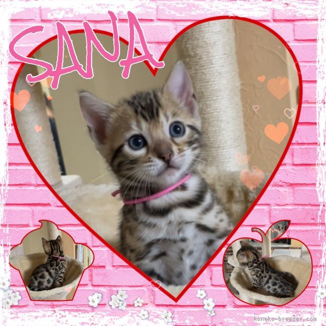 S＆N 様のお迎えした子猫