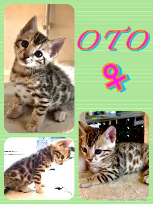 ID:1807-00002の子猫