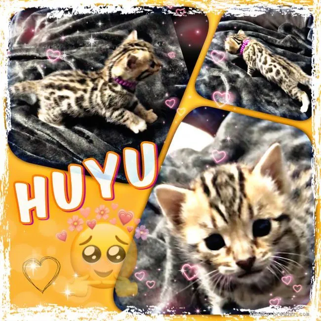 ID：2102-00364の子猫