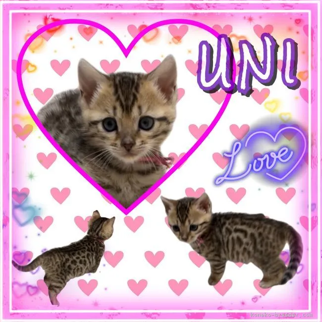 K 様のお迎えした子猫