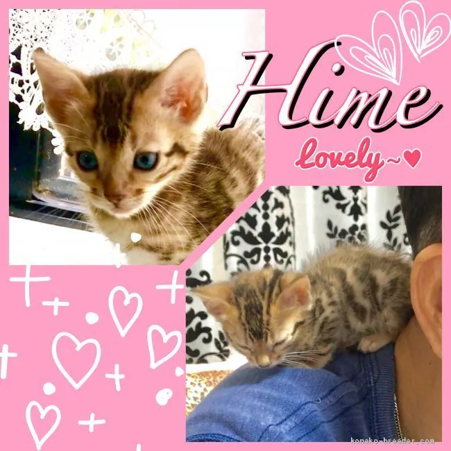 ID:1907-00339の子猫