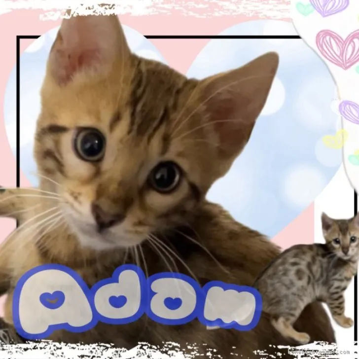 ID:2311-02363の子猫