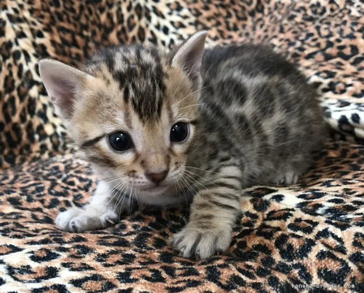 ID:1802-00748の子猫