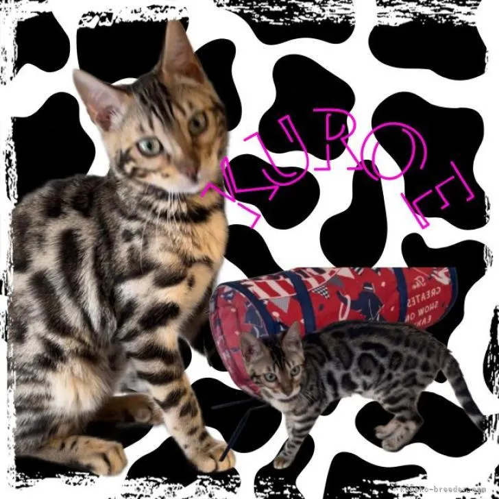 ID：2210-02866の子猫