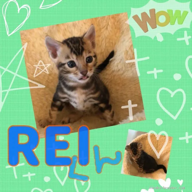 ID:1905-02140の子猫
