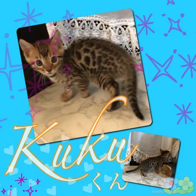 ぐっちゃん 様のお迎えした子猫