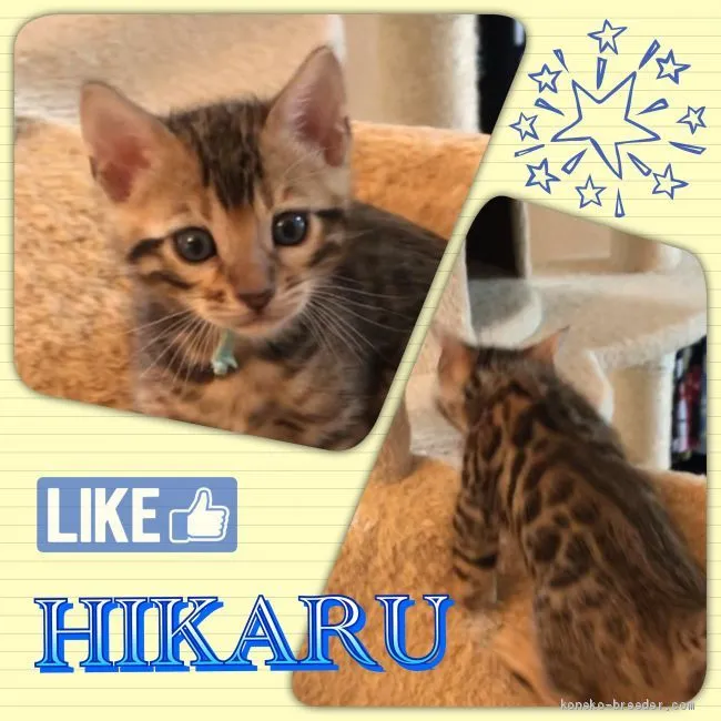 ID:1911-00069の子猫