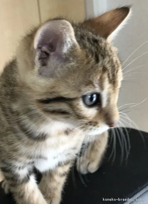 あや 様のお迎えした子猫