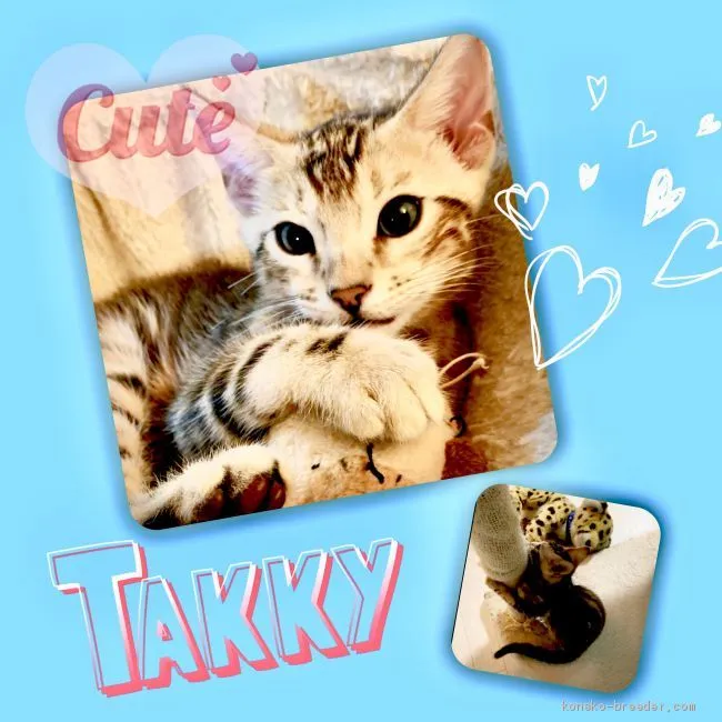 ID:1910-00984の子猫