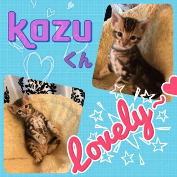 ベンガル【奈良県・男の子・2019年5月1日・ブラウンマーブルタビー】の写真「KAZUくんです。ヤンチャ坊主です(^_-)」