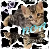 ベンガル【奈良県・男の子・2024年8月6日・ブラウンスポテッドタビー(ロゼット)】の写真1