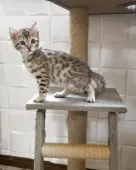 ベンガル【奈良県・女の子・2025年3月23日・ブラウンスポテッドタビー】の写真4