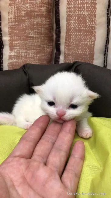 yume 様のお迎えした子猫