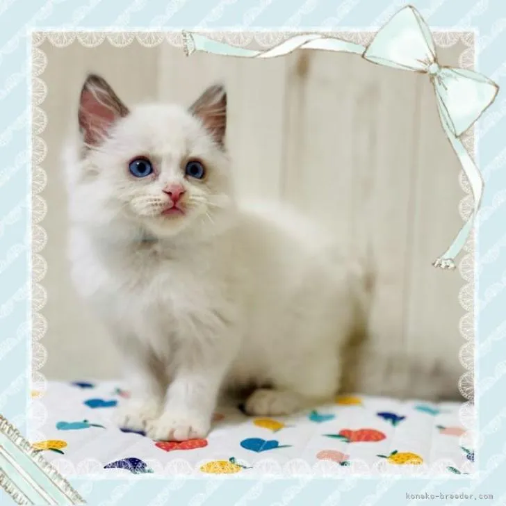 ID:2209-00109の子猫