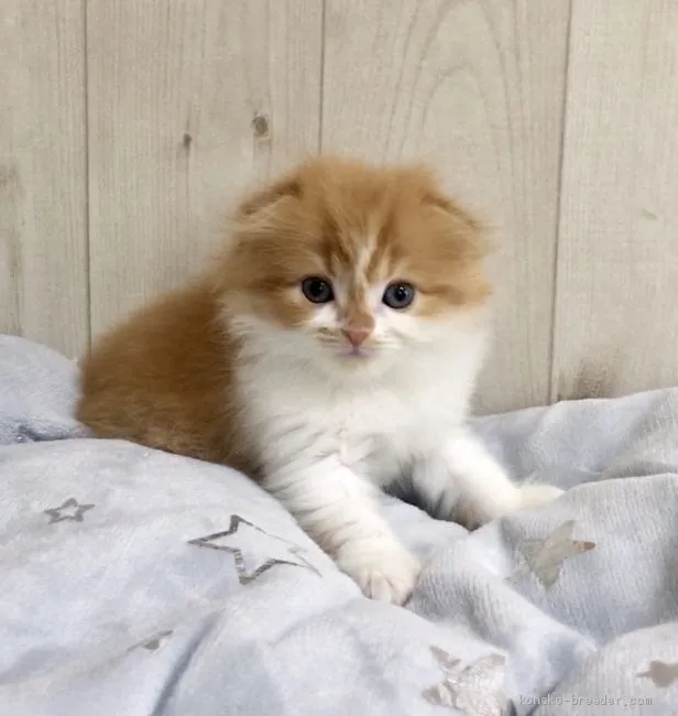 S.M 様のお迎えした子猫