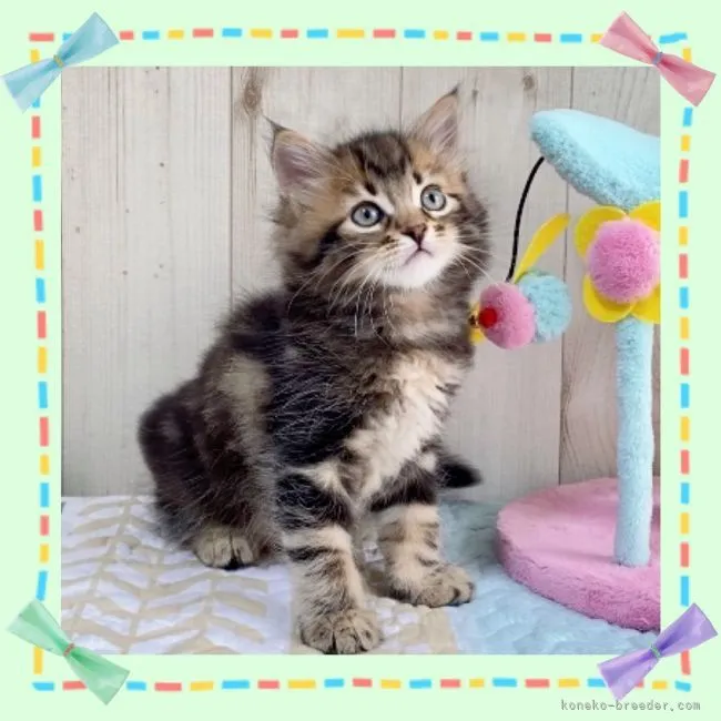 N.O 様のお迎えした子猫