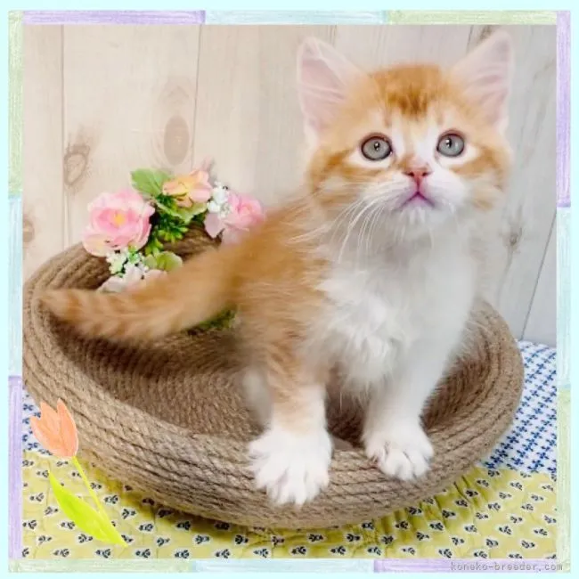 のぞ 様のお迎えした子猫