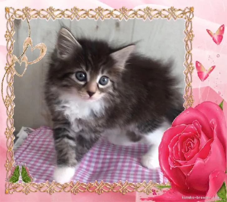 ID：1911-01485の子猫