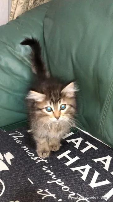 ID：1804-00803の子猫