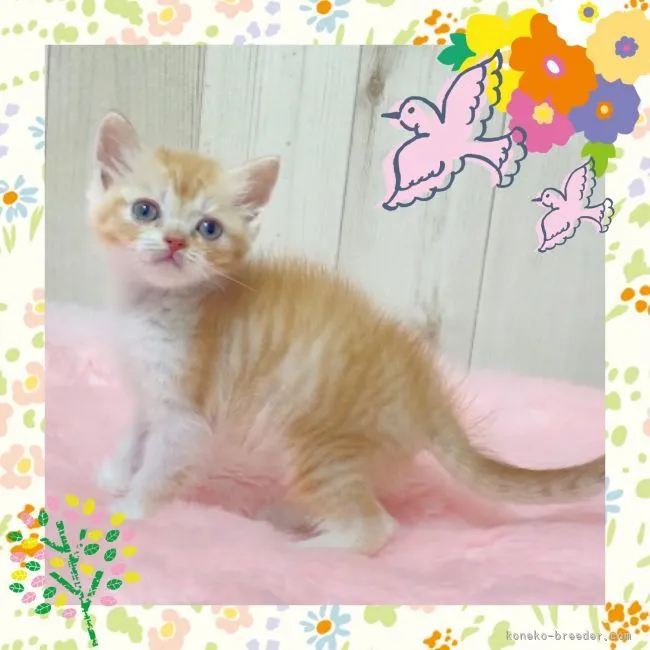 ID:2104-01812の子猫