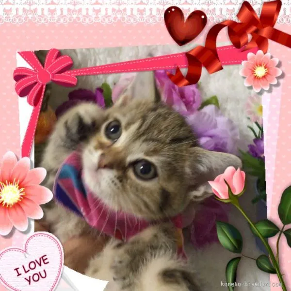 ID：1509-00117の子猫
