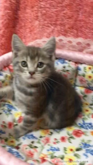 ID：1710-00460の子猫