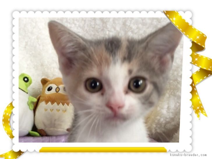 ID:1709-00285の子猫