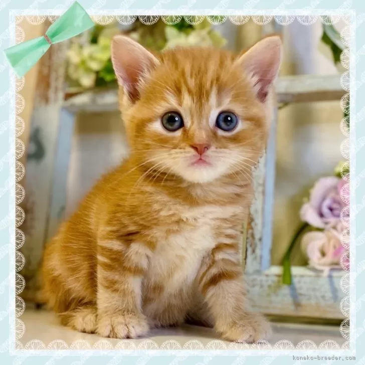 ID:2408-03040の子猫